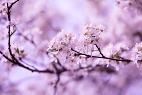 Flowers On The Branch