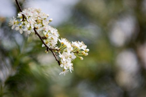 Flowers On The Branch