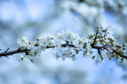 Flowers On The Branch