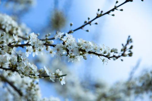 Flowers On The Branch