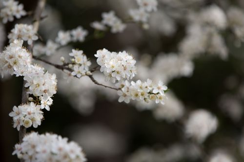 Flowers On The Branch