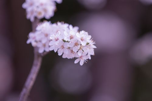 Flowers On The Branch