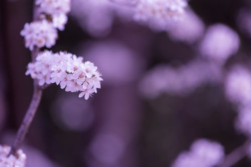 Flowers On The Branch