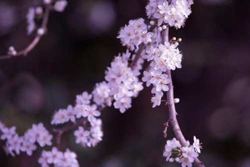 Flowers On The Branch