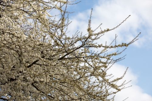 Flowers On The Branch