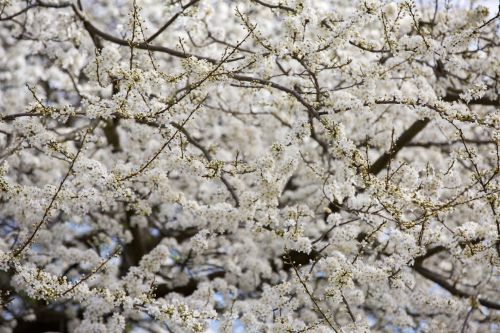 Flowers On The Branch