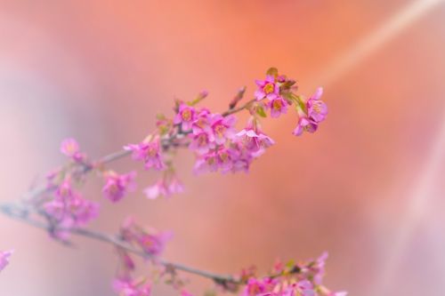 Flowers On The Branch