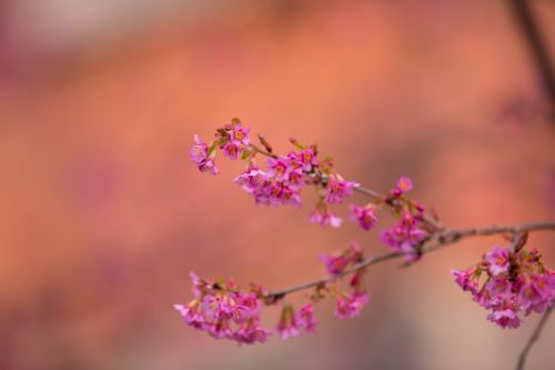 Flowers On The Branch