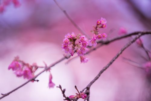 Flowers On The Branch