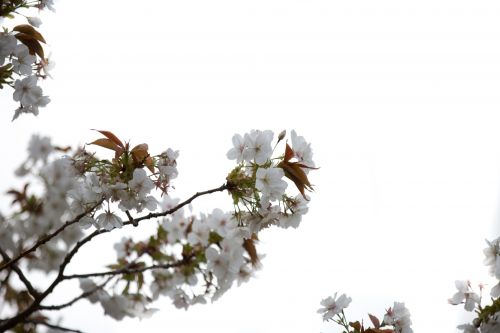 Flowers On The Branch