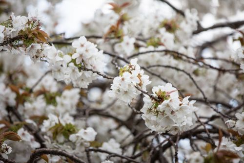 Flowers On The Branch