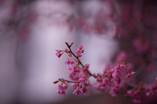 Flowers On The Branch