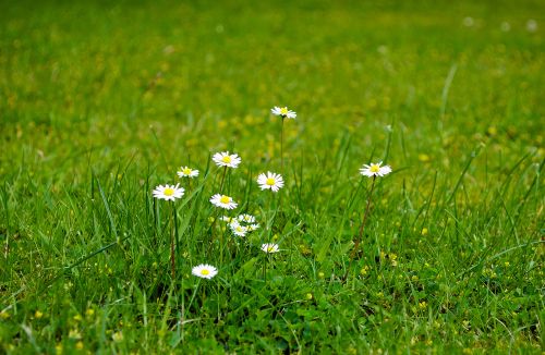 Flowers On The Grass