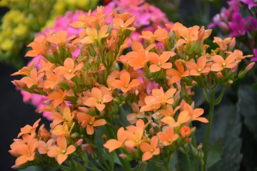 flowers orange kalanchoe flowers were