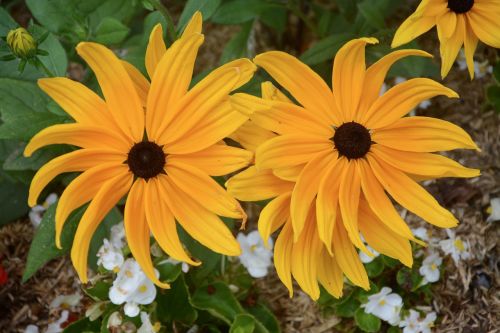 flowers orange-yellow massif garden