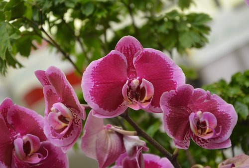 flowers orchids  orchids red  decorative flowers