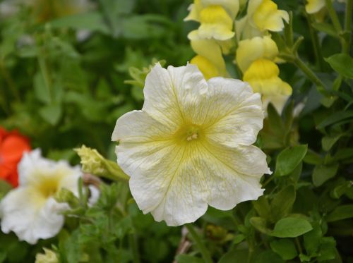 flowers petunia summer flowers perfume