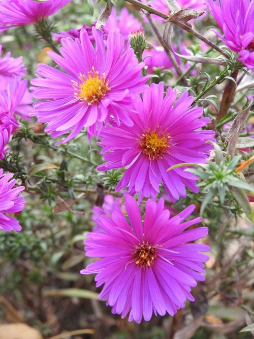 flowers pink flowers pink