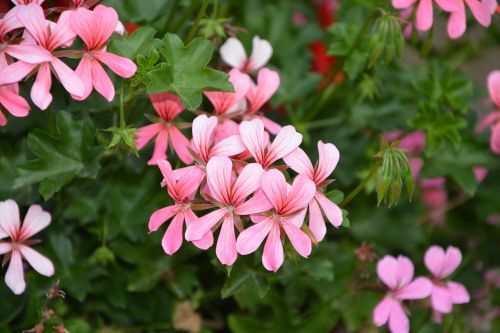 flowers pink color geranium pink white plant