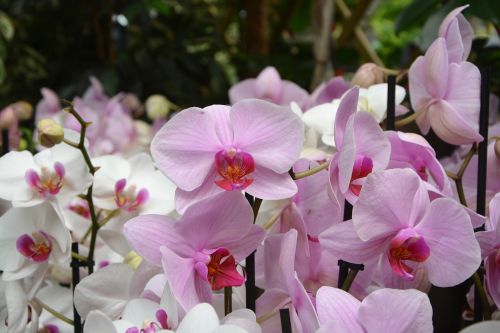 flowers pink orchid decoration offer gift