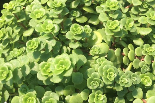 flowers plants  green  garden