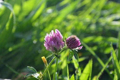 flowers purple clover nature prairie