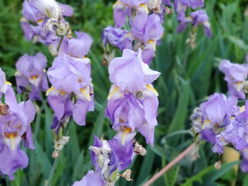 flowers purple iris background wall  no one  picture