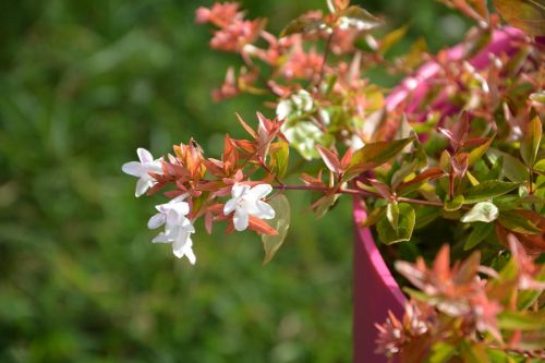 flowers small abélia white foliage red and green