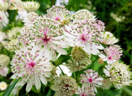 flowers sterndolde astrantien flowers