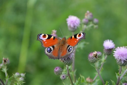 flowers thistles butterfly wings