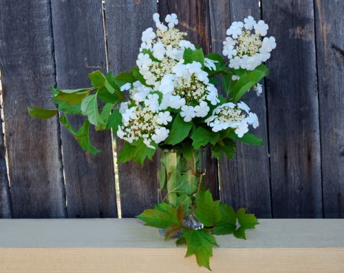 Flowers Viburnum