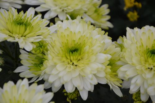 flowers white chrysanthemums nature toussaint