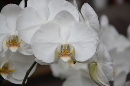 flowers white orchid plant offer