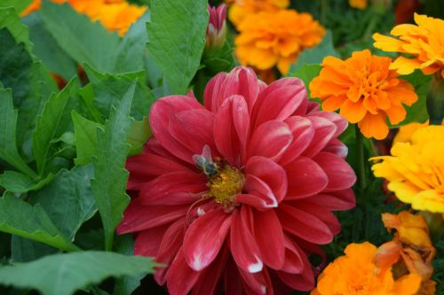 Flowers With A Bee