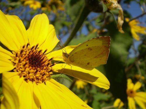 flowers yellow spring butterfly