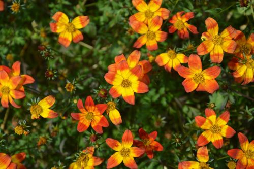 flowers yellow-orange green foliage nature garden