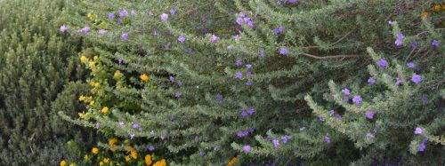 Flowers Yellow Purple Nature