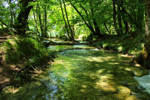 flowing water nature woods