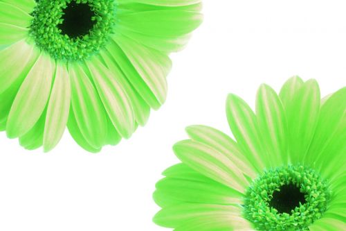 flowrs petals green