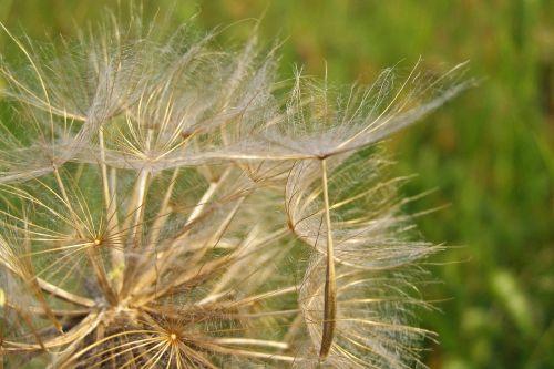 fluff dandelion seeds
