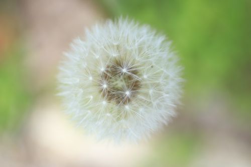 fluff dandelion dandelion fluff