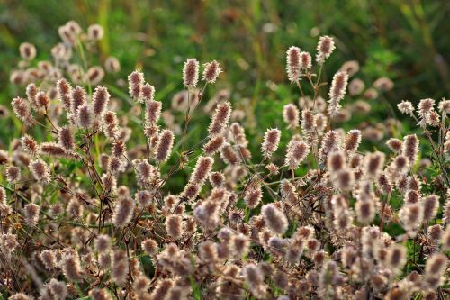 fluffy flowers grass