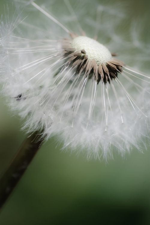 fluffy nature summer