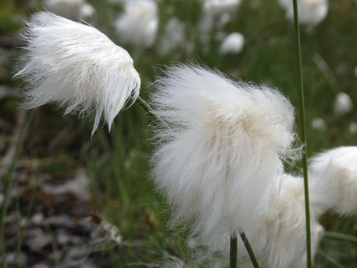 fluffy nature feather