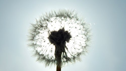 fluffy  dandelion  nature