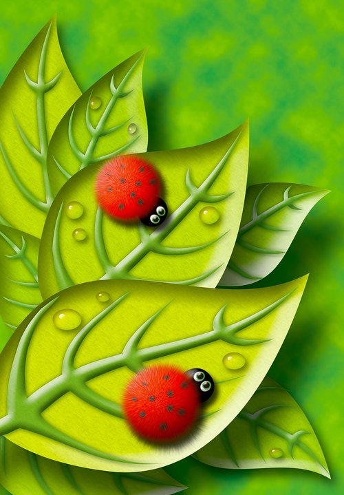 fluffy  ladybird  leaf