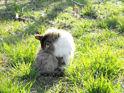 Fluffy Calico Cat On Grass