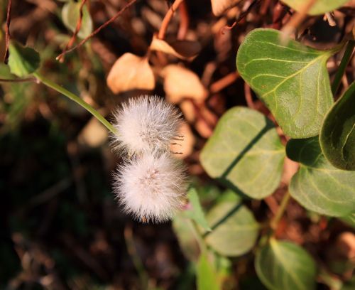 Fluffy Dandelions