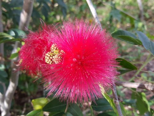 fluffy flower australian queensland