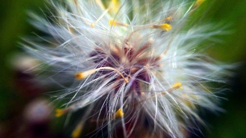 fluffy flowers flower delicate flower